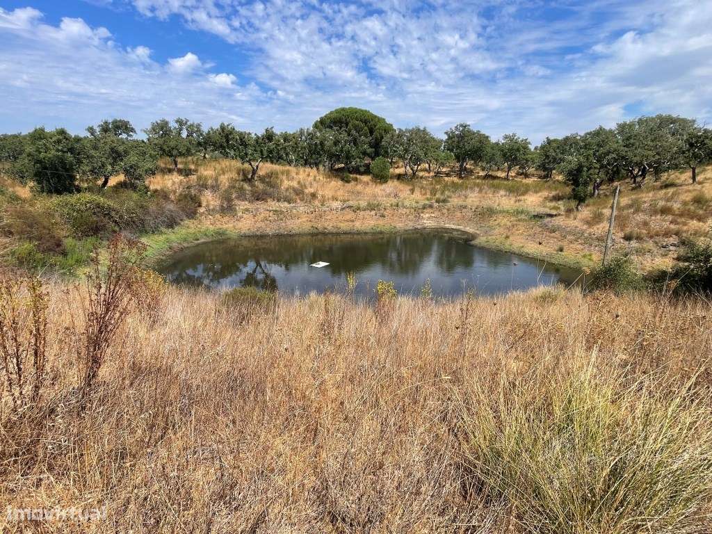HERDADE COM 100 HECTARES E BASTANTE ARBORIZAÇÃO-40
