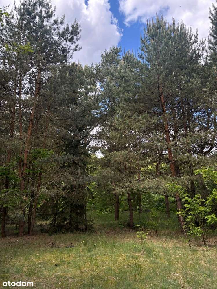 Malownicza działka 1715m² blisko lasu i jeziora, Nojewo. - Pełny obrazek: 5/10