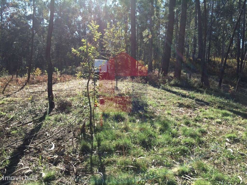 Terreno para plantação, Carreiras São Miguel - Grande imagem: 4/13
