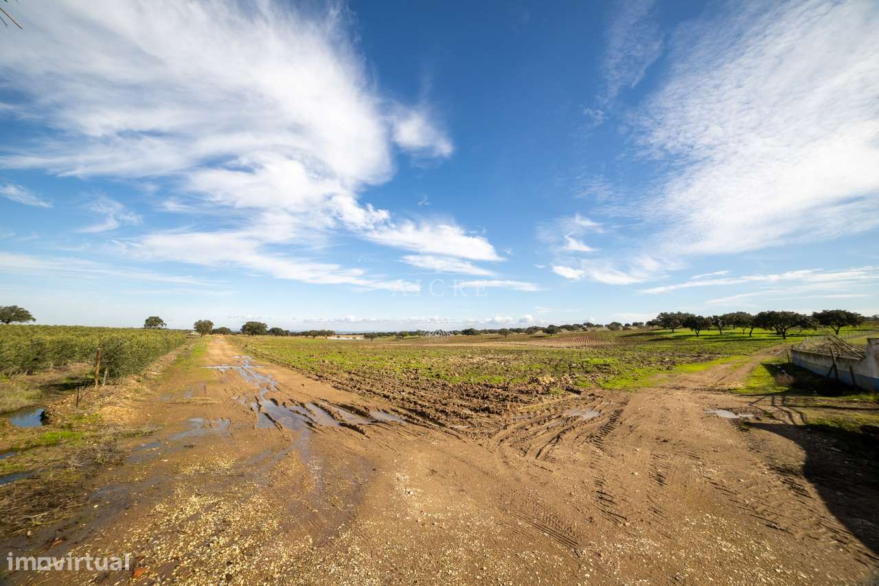 Herdade Alentejo-19