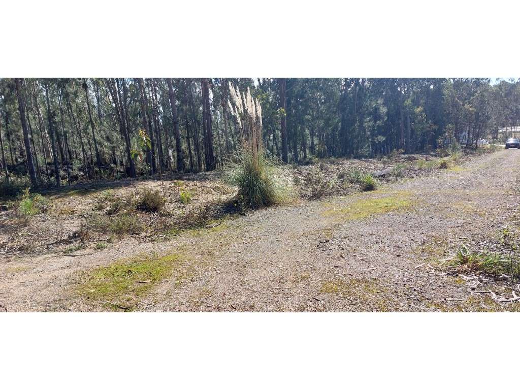 Terreno para construção na Vila de Monte Real - Grande imagem: 5/5