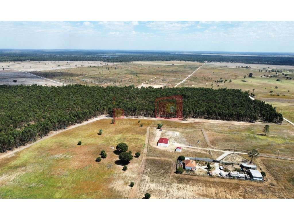 TERRENO 132.5HA FAIAS, MONTIJO - Grande imagem: 2/7