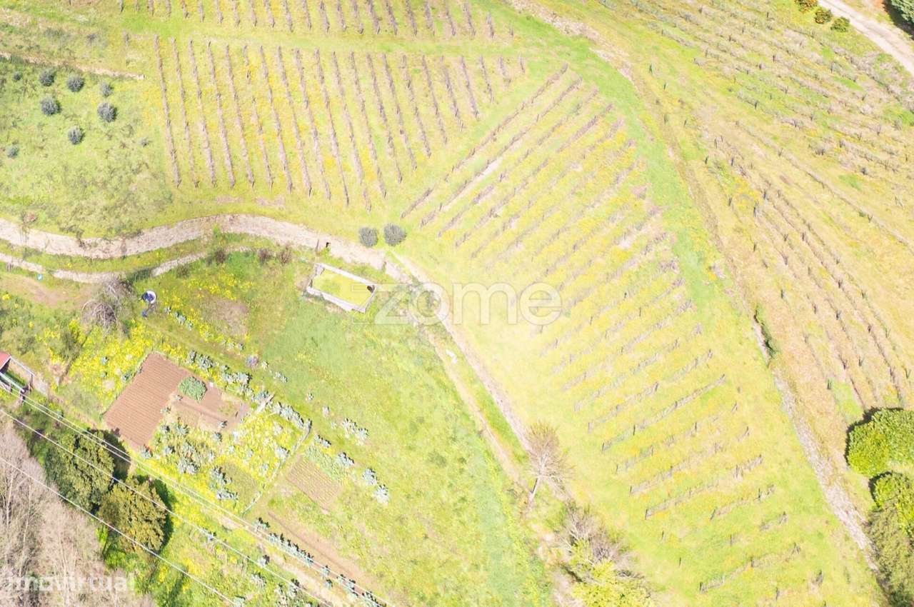 Quinta no Douro - Douro Farm - Douro-TAL-1