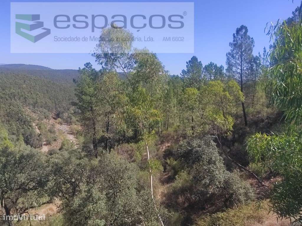 Terreno Florestal - Grande imagem: 1/9