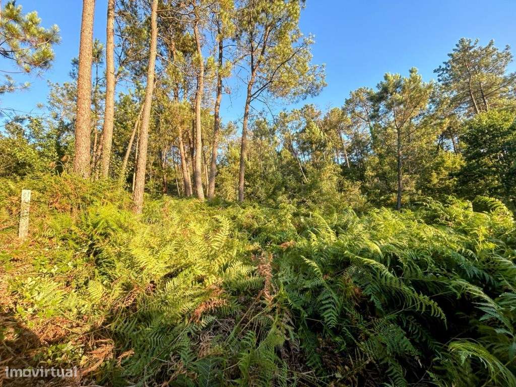 Terreno com área total de 110m2- Floresta de Produção com Potencial... - Grande imagem: 3/5
