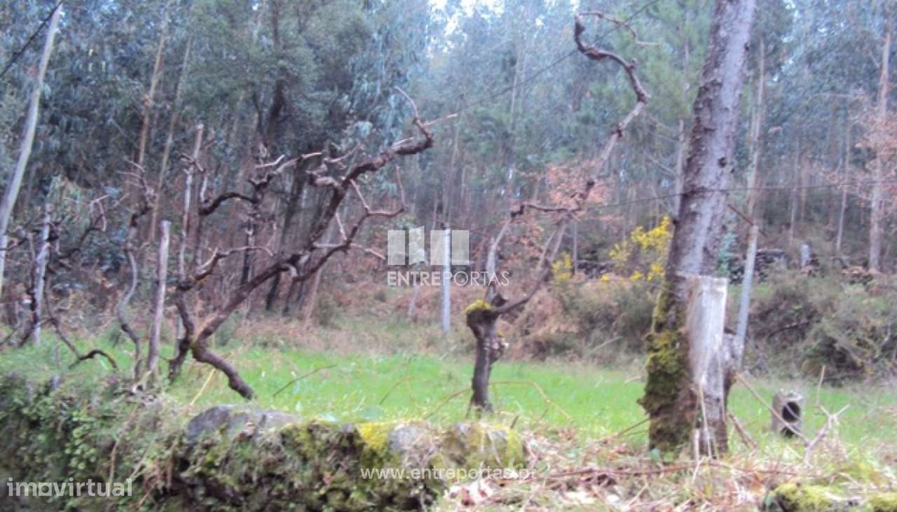 Venda Terreno, Nespereira, Cinfães - Grande imagem: 2/30