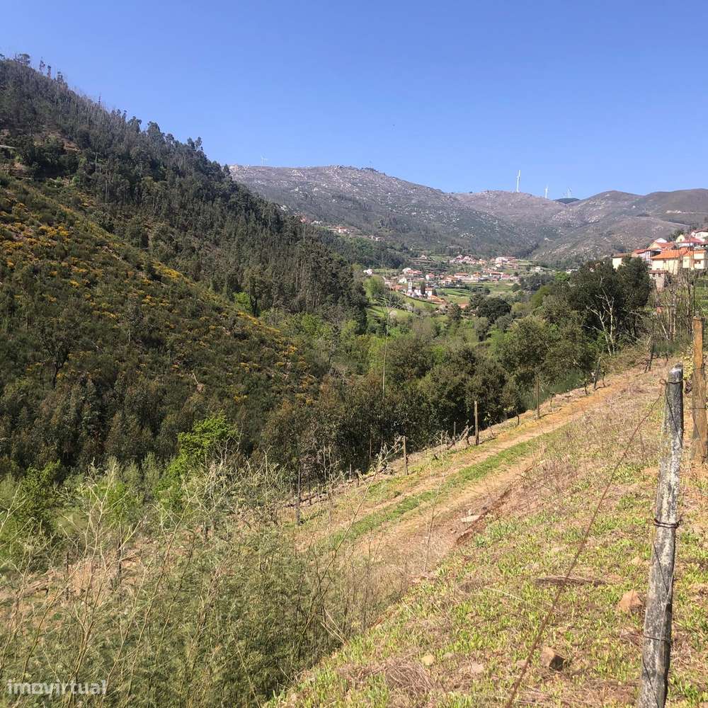 Quinta espetacular na região do vinho verde em plena produção-40