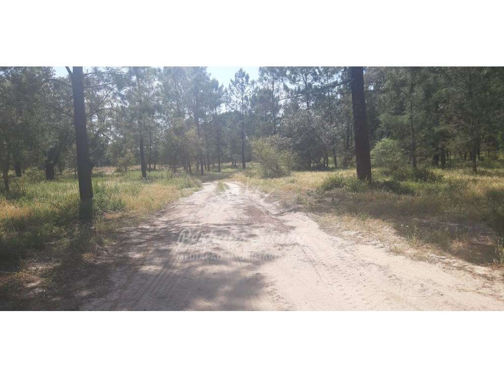 Terreno plano - Vista para a Várzea de Alcácer do Sal - Grande imagem: 2/17