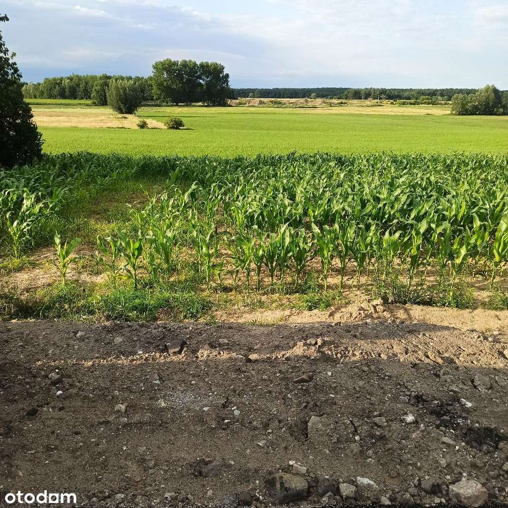 Działki usługowe Sierakowo 4000m2 - 8000m2 - Pełny obrazek: 5/10