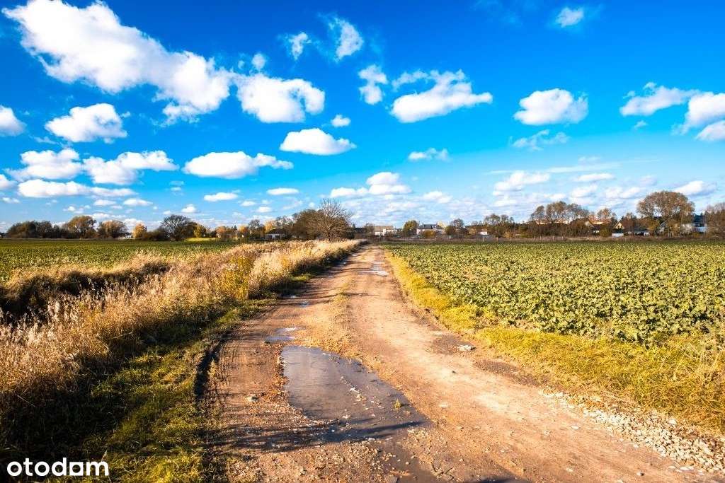 Zalasewo, ulica Spacerowa Nowy podział-9