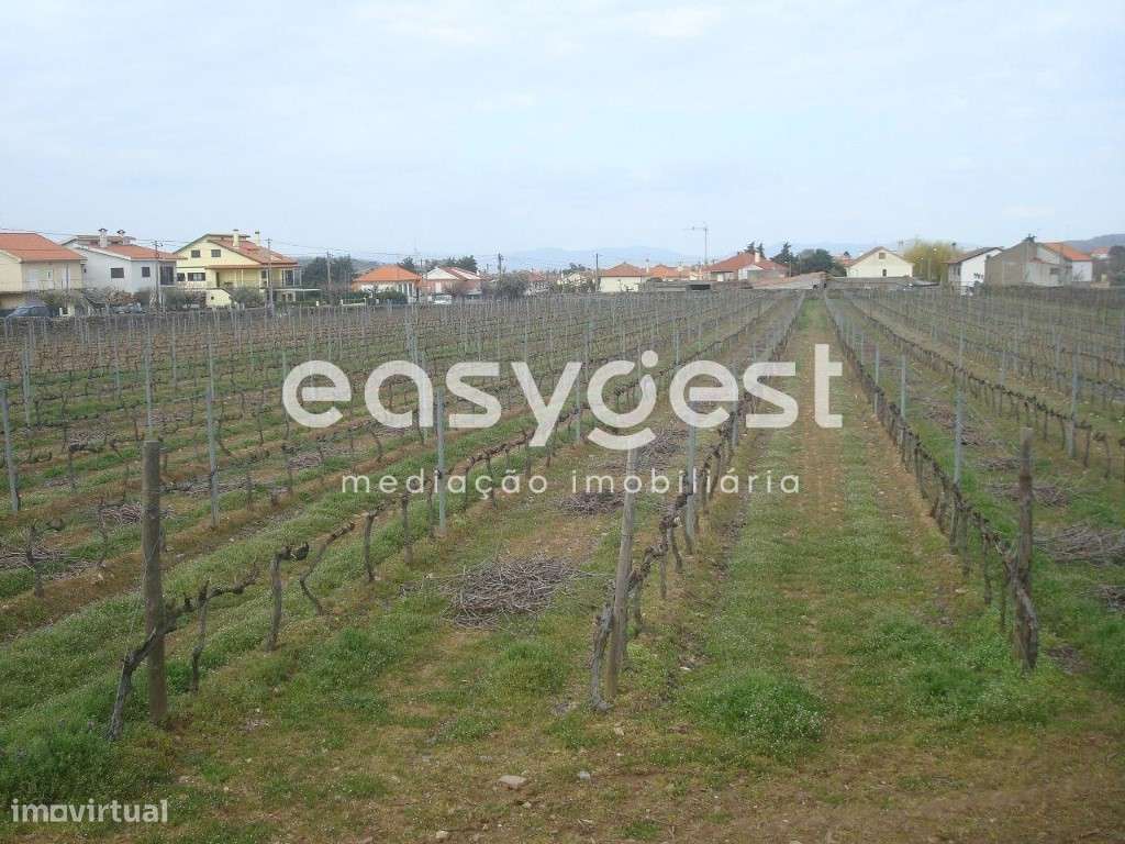 Terreno agrícola situado no douro vinhateiro Vila Nova De Foz Côa - Grande imagem: 3/30