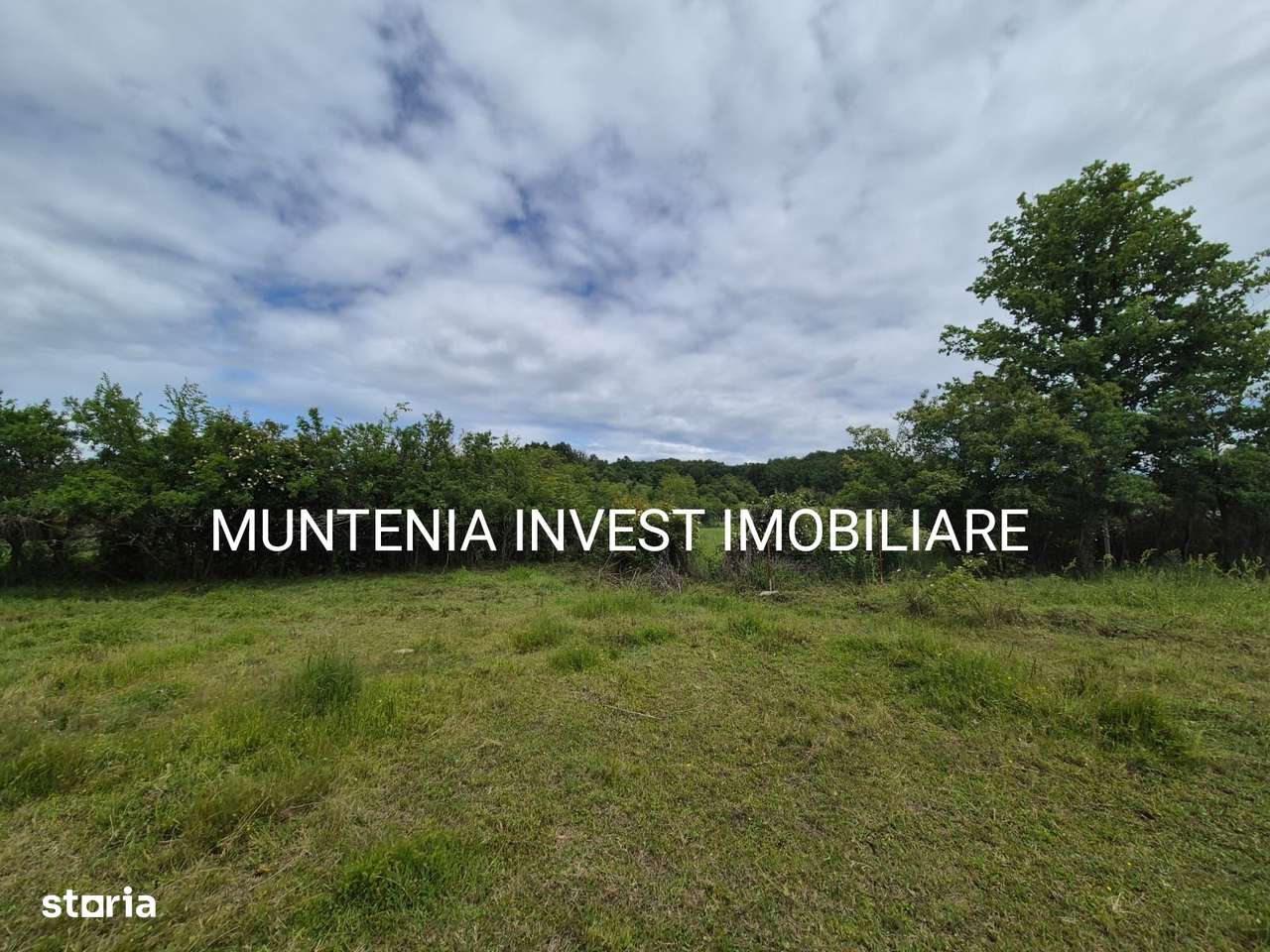 De vânzare teren 4900 mp. Com. Vedea - Imagine principală: 3/11