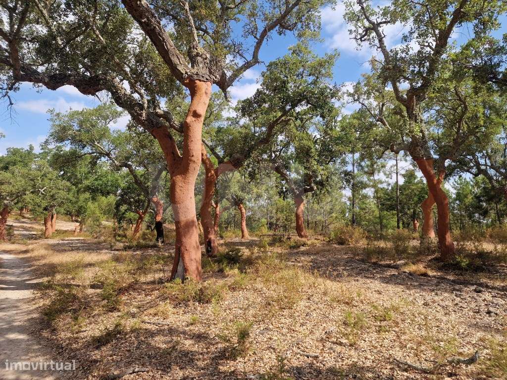 Terreno 14 HECTARES COM SOBREIROS E PINHEIROS-19