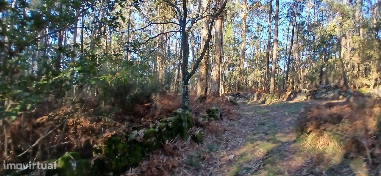 Terreno Rústico em Vilar de Figos, Barcelos - Oportunidade Única! - Grande imagem: 5/6