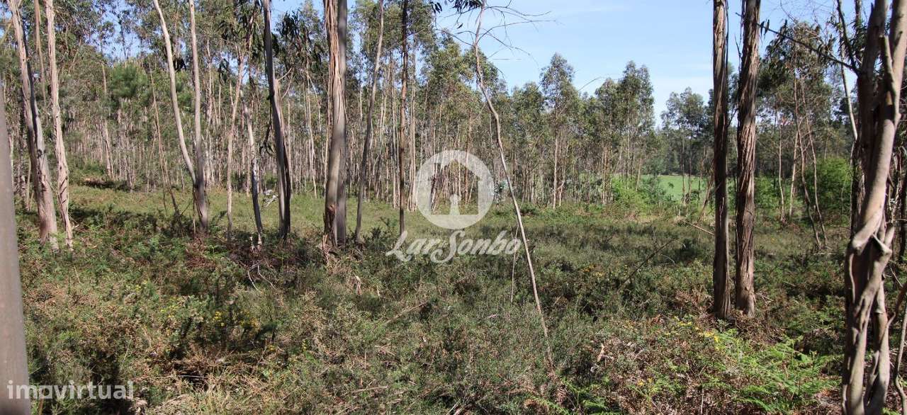 Bouça com 6.800m2 em Fradelos - Grande imagem: 3/5