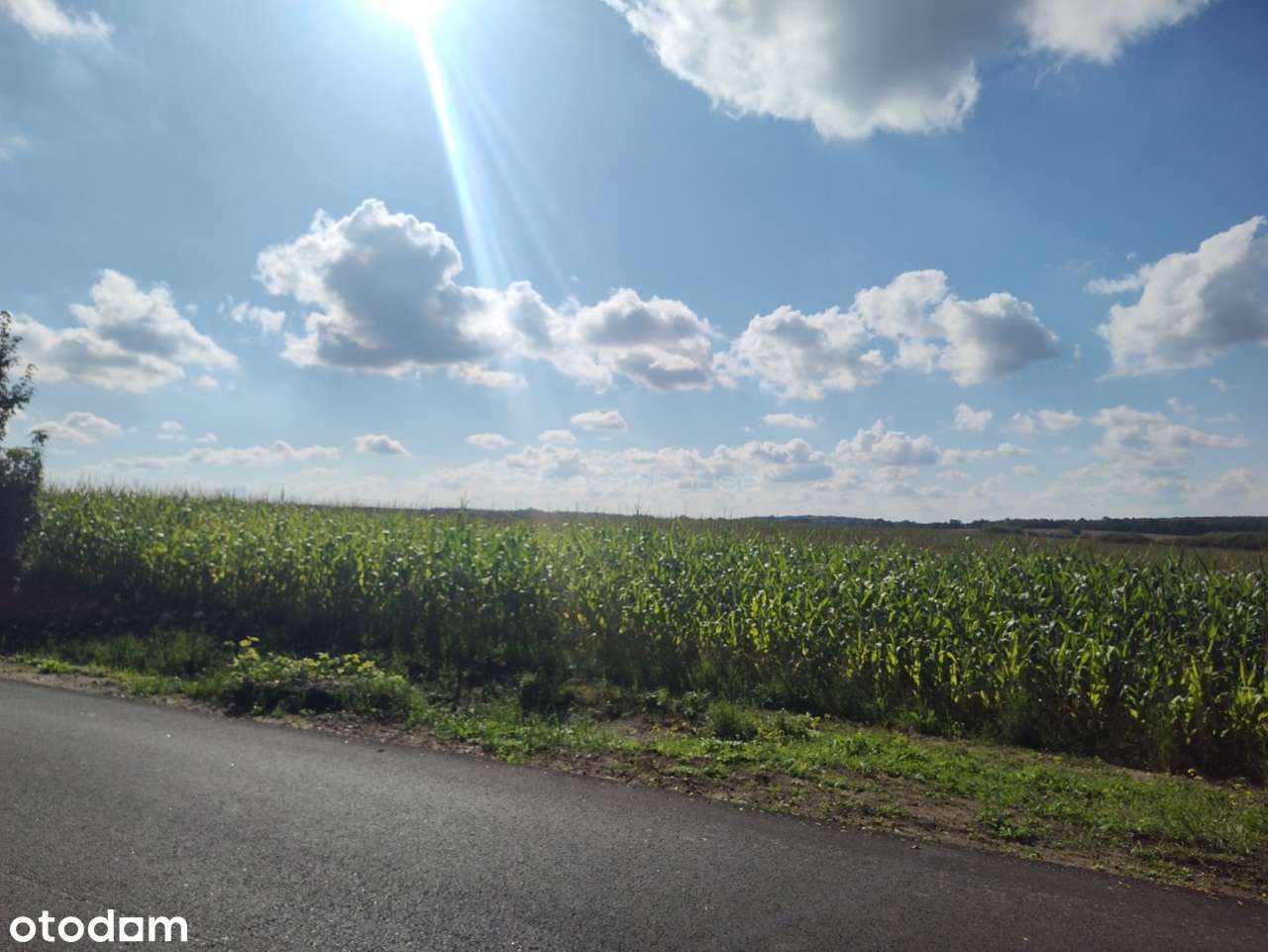 Działka rolna 3,08 ha w pobliżu lasu i jeziora. - Pełny obrazek: 5/7