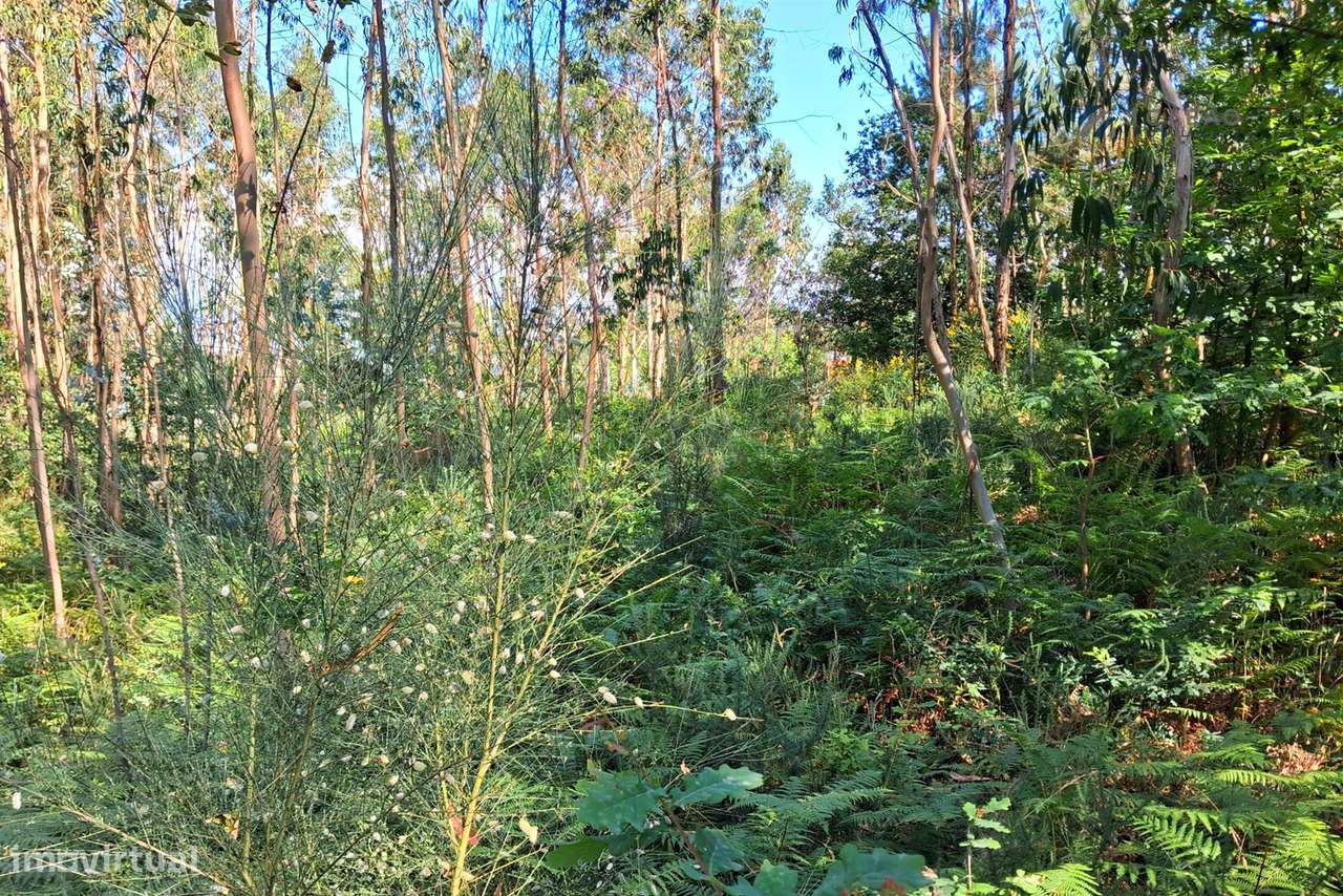 Terreno Urbano  Venda em Paredes,Paredes-10