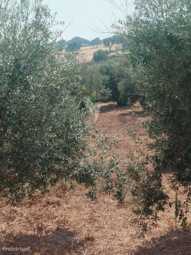 Terreno Urbano com possibilidade de poder construir. - Grande imagem: 5/5