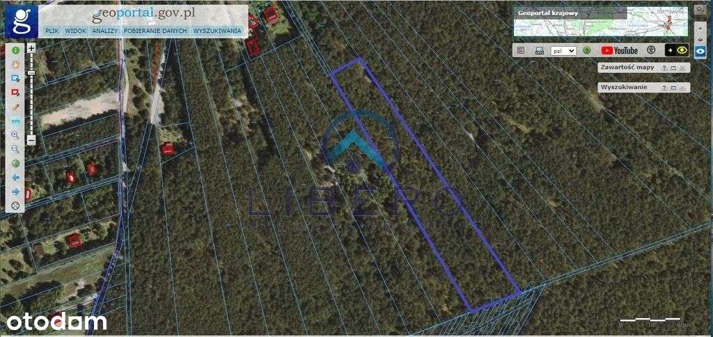 Duża kształtna działka leśna - Pełny obrazek: 4/6