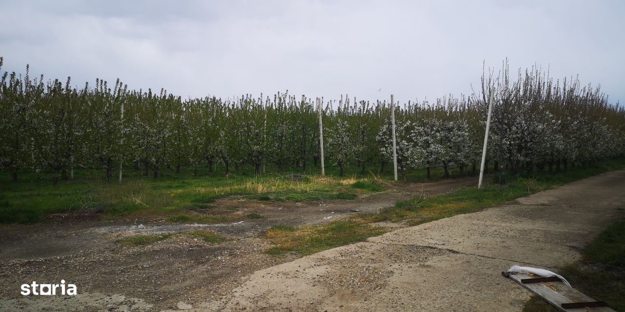 Livada(cais, mar, cires),Valea Ciorii, jud. Ialomita/licitatie