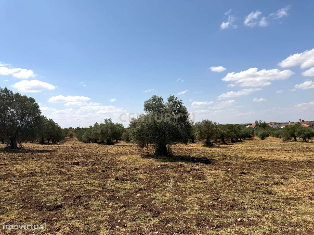 Herdade de Pandeira, Vinha e Olival em Produção em Reguengos de Monsar-12