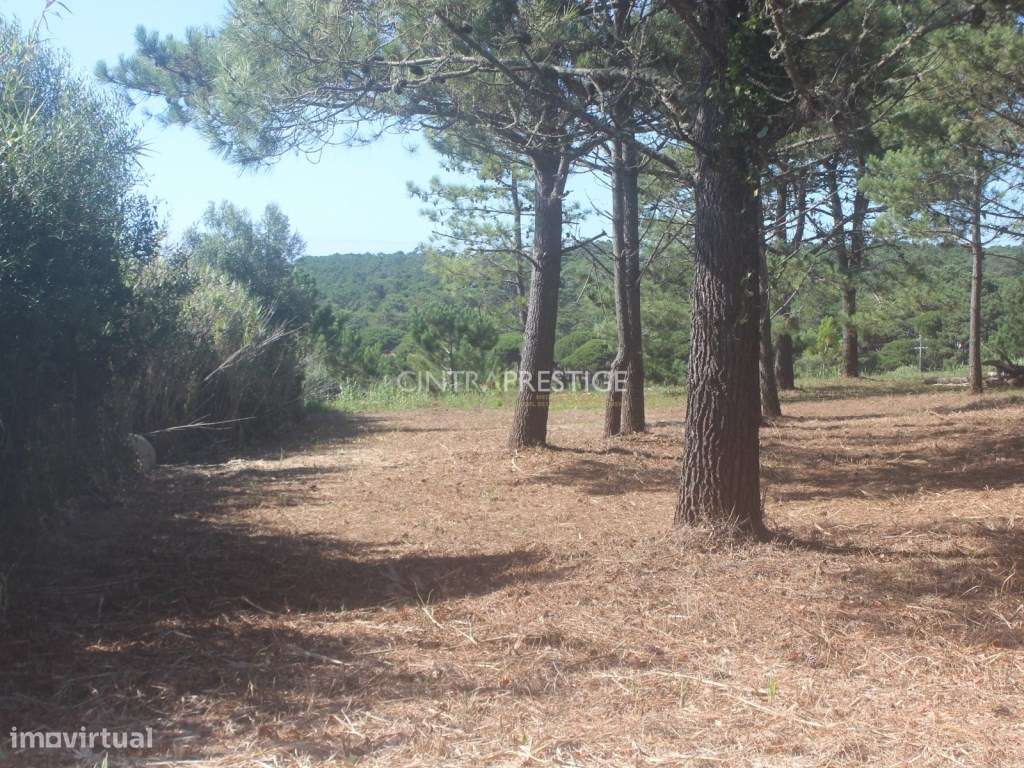 Terreno urbano com 1500m2 em Janas - Grande imagem: 5/9