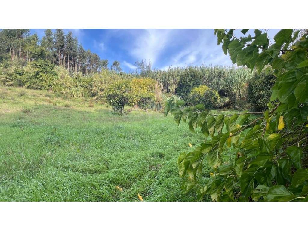 Terreno para Construção com 4500m2 em Alcobaça - Grande imagem: 5/12