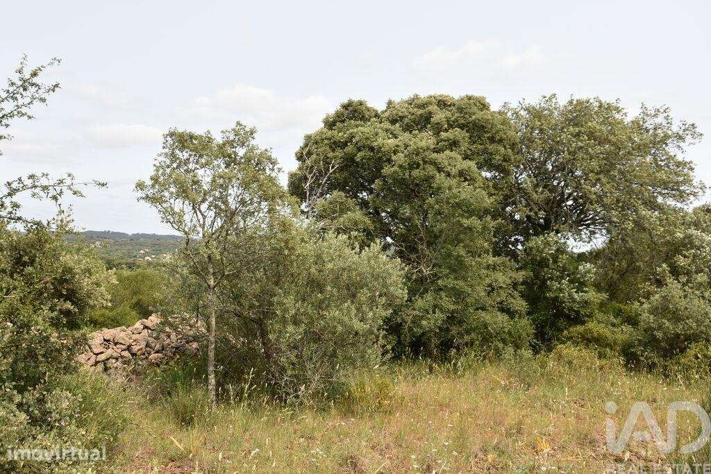 Terreno em Chãos de 4800,00 m2 - Grande imagem: 4/30
