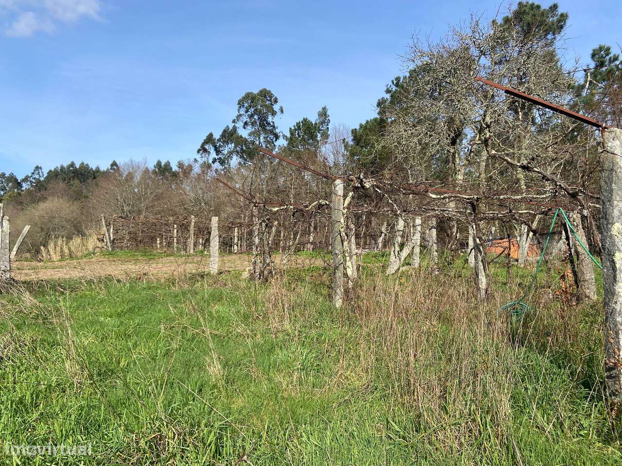 Quintinha com moradia em pedra para restauro com 2.000m2 de terreno.-13