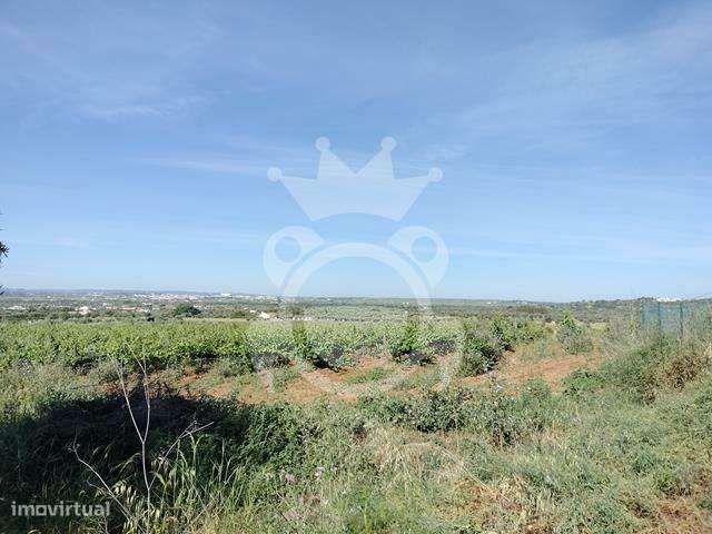 Vinha 5,6 ha com 2 apoios agrícolas e poço - Grande imagem: 4/15