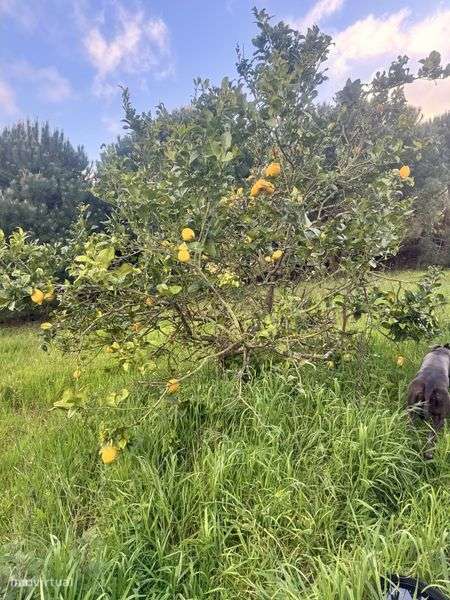 Quintinha com  15.000 m2 - Grande imagem: 5/12