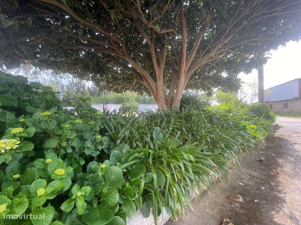 Propriedade Industrial / Pavilhão industrial - Anadia - Grande imagem: 2/26