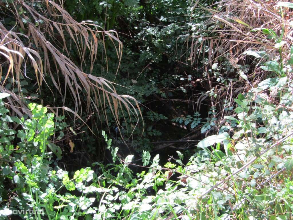 Terreno da Figueira Regal , Sardoal-9