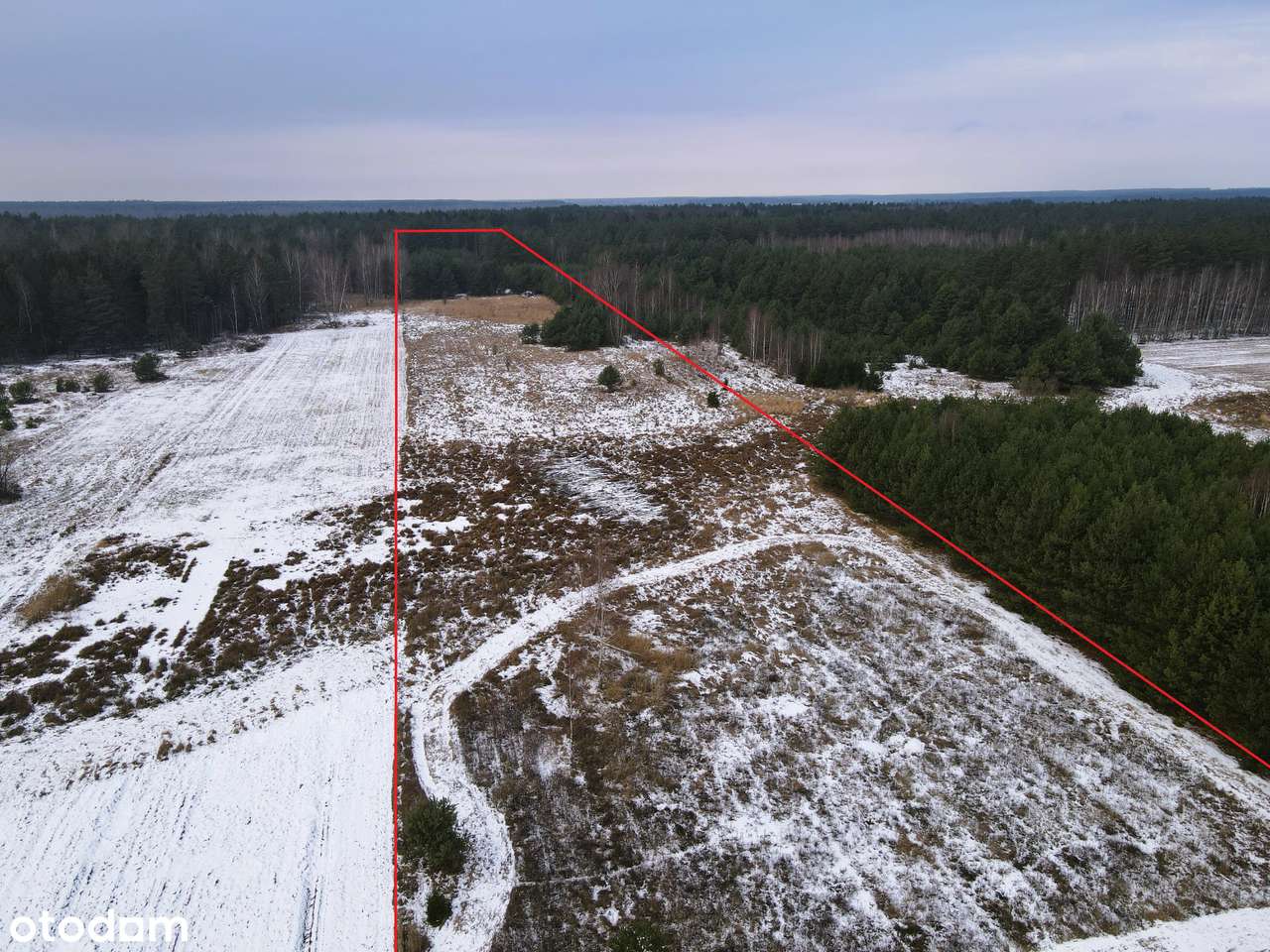 ELIASZUKI Dz o pow 4,4310 ha z własnym Puszczańskim Lasem BEZ SASIADÓW-12