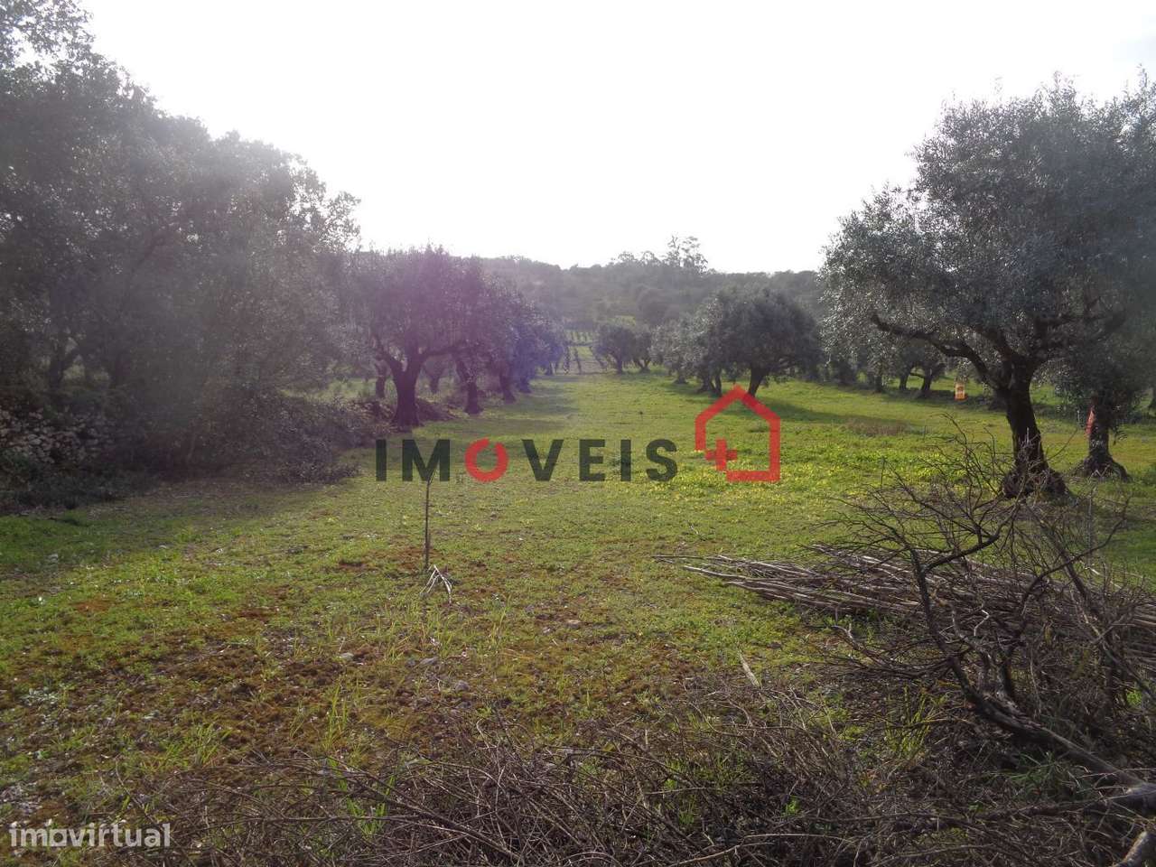 Terreno Rústico - Grande imagem: 4/6