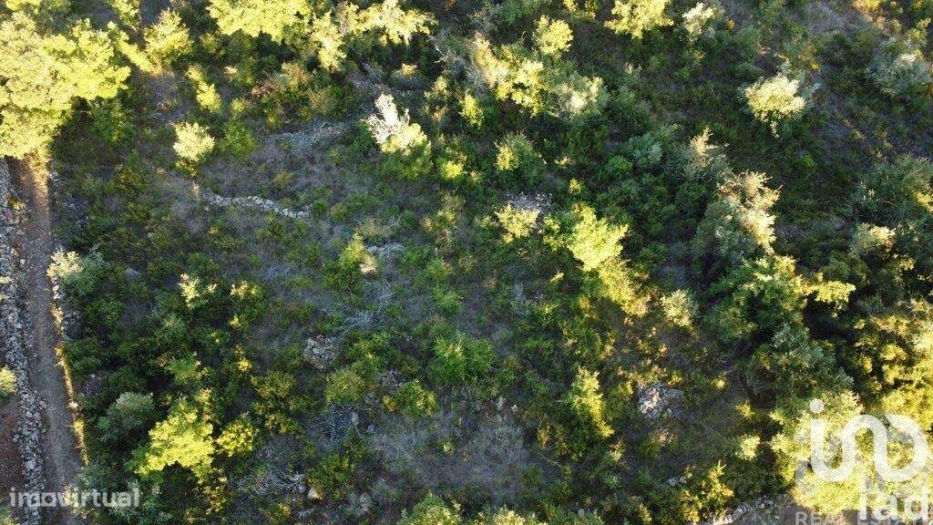 Terreno Agrícola em Chãos - Grande imagem: 4/35