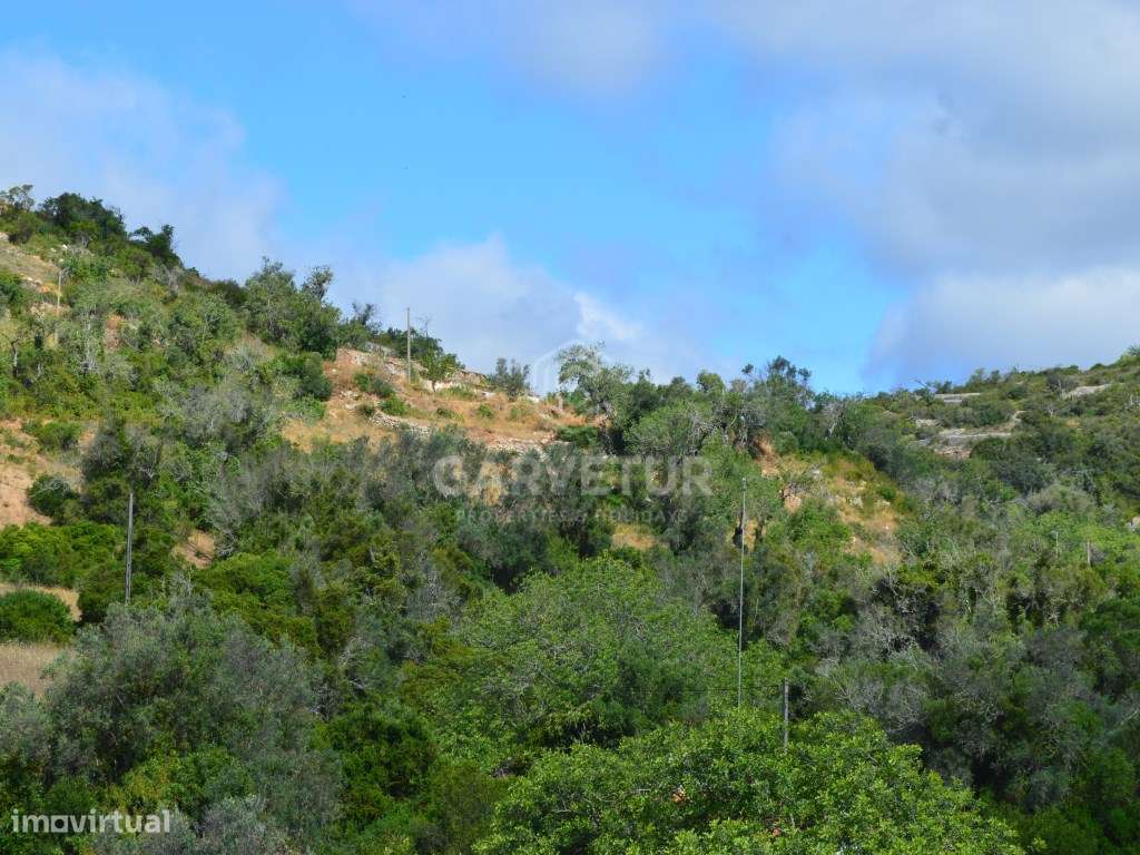 Terreno de 9.654m2 com ruína, Loulé, Algarve - Grande imagem: 3/15
