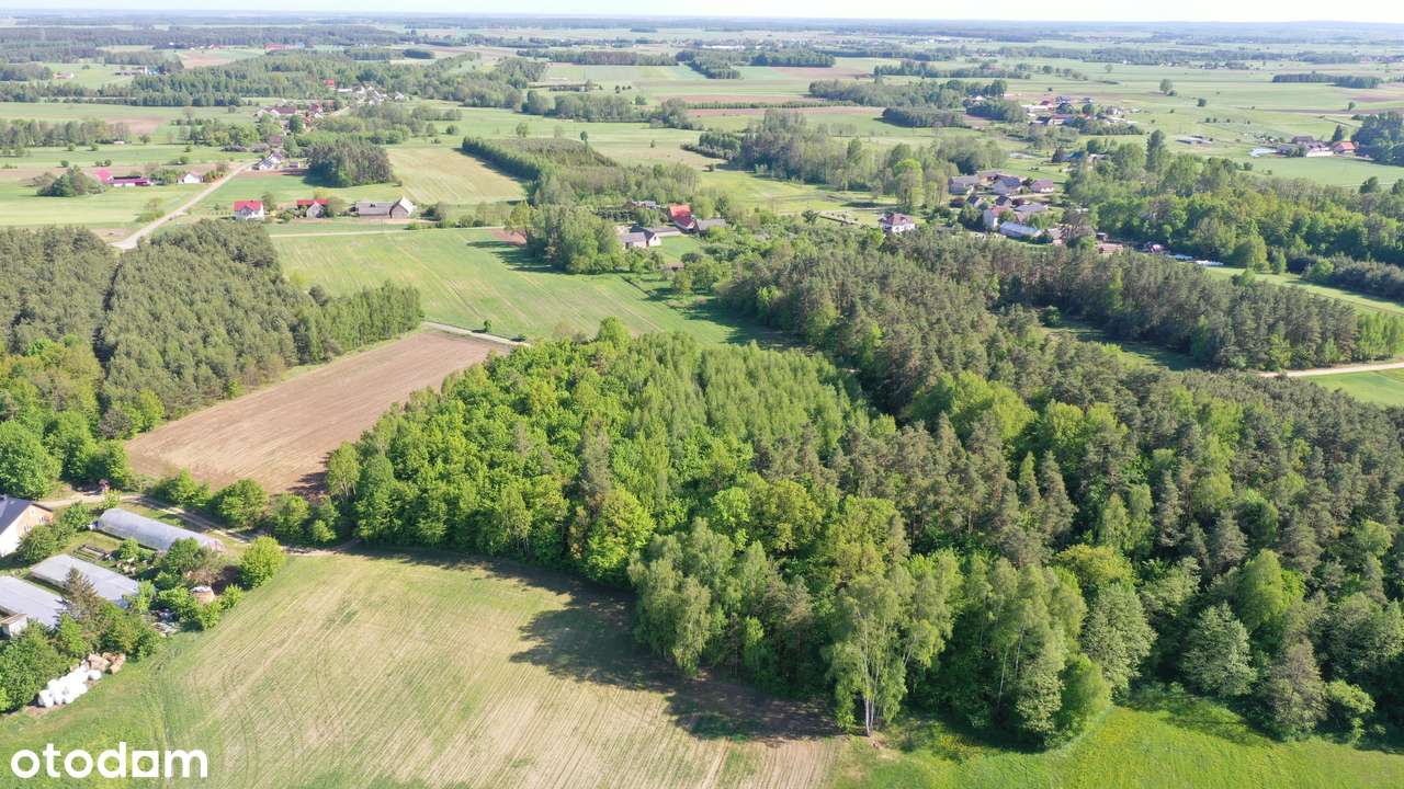 Super okazja - las w Starym Cydzynie w super cenie - Pełny obrazek: 3/9