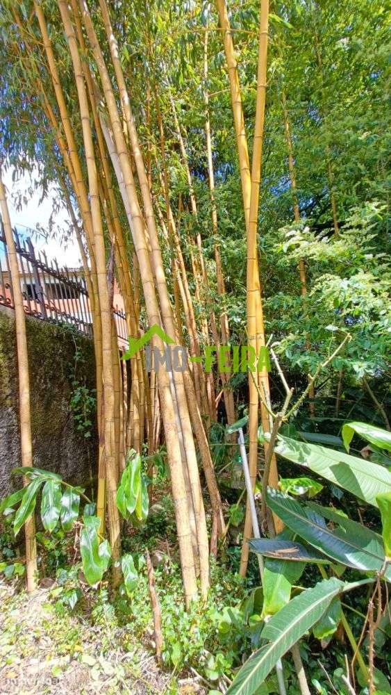 Quinta T6, São João da Madeira-42