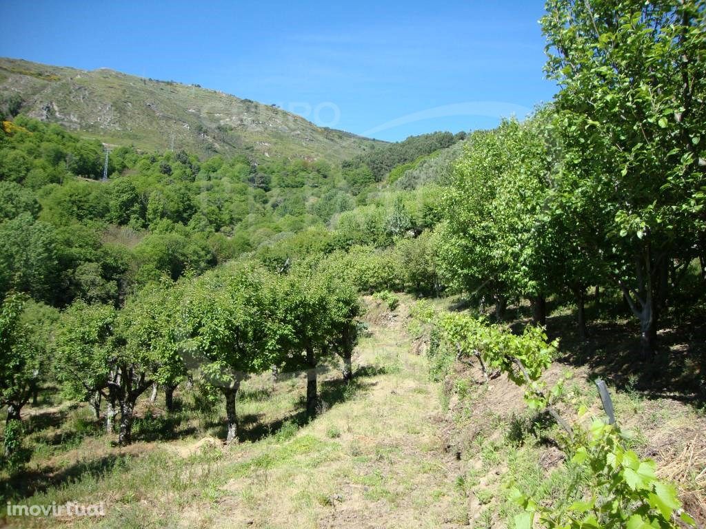 Quinta em Lamego com 14.625 m2