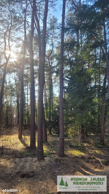ZALESIE GÓRNE -  DZIAŁKA  Z  DORODNYM  STARODRZEWE-4