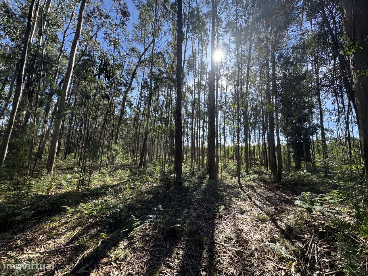 Terreno Florestal com 600 m de Frente de Estrada | Freiriz, Vila Verde-5