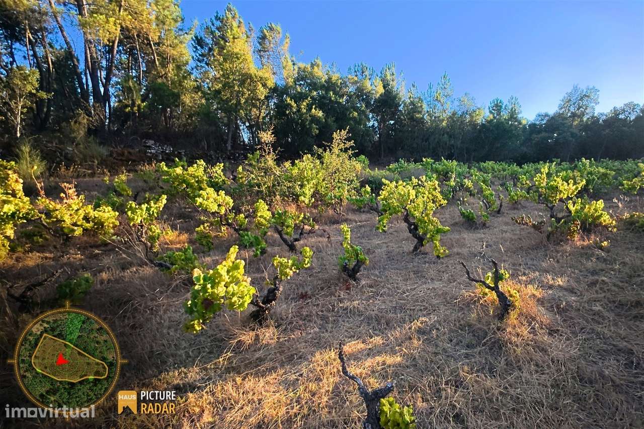 Terreno com Vinha e Poço em Granito | Salgueiro do Campo-19
