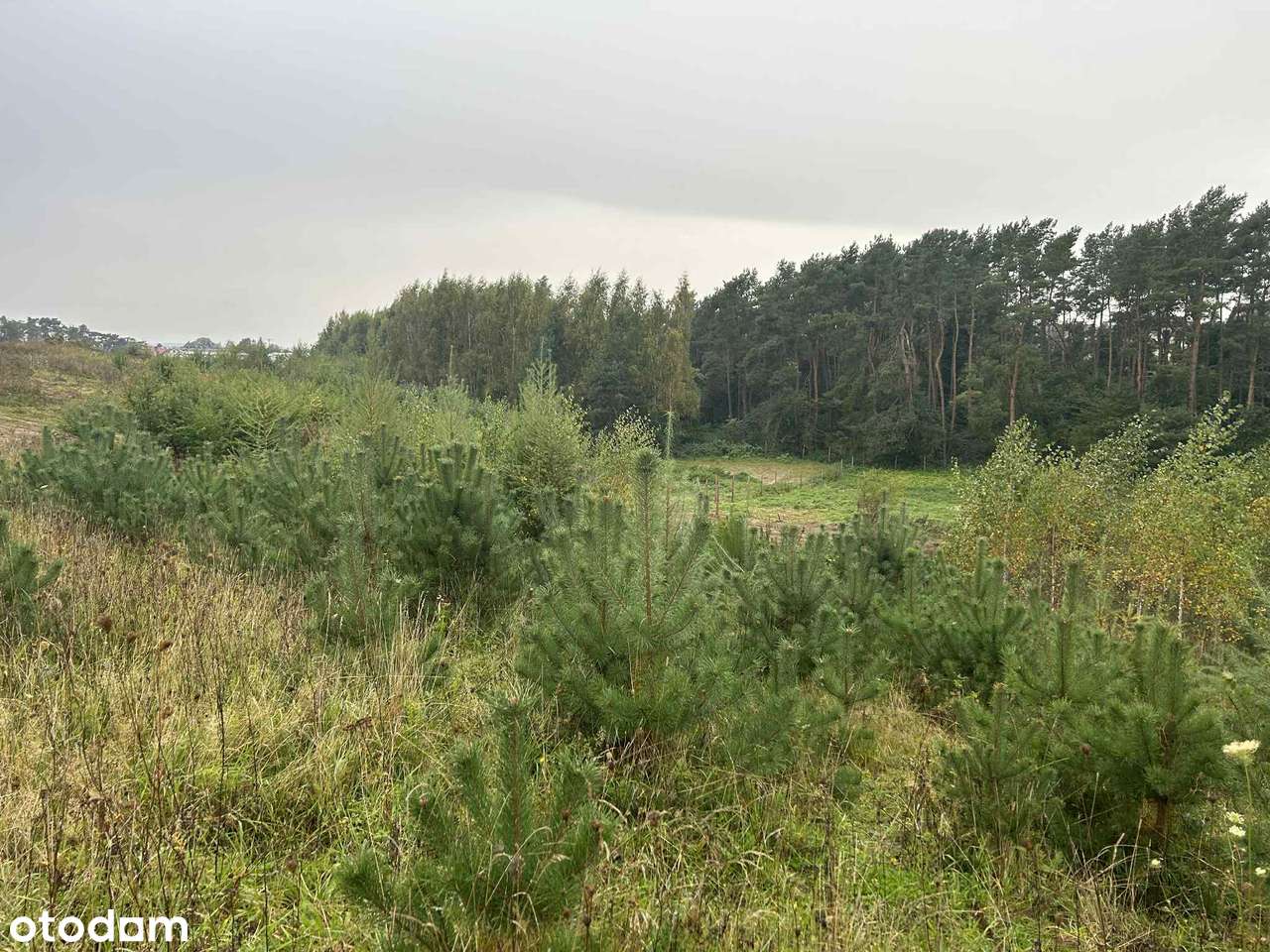 Działka z pozwoleniem na budowę - Pierwoszyno - Pełny obrazek: 1/7