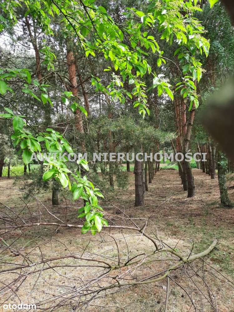 Działka, 8 600 m², Strzyboga - Pełny obrazek: 5/5