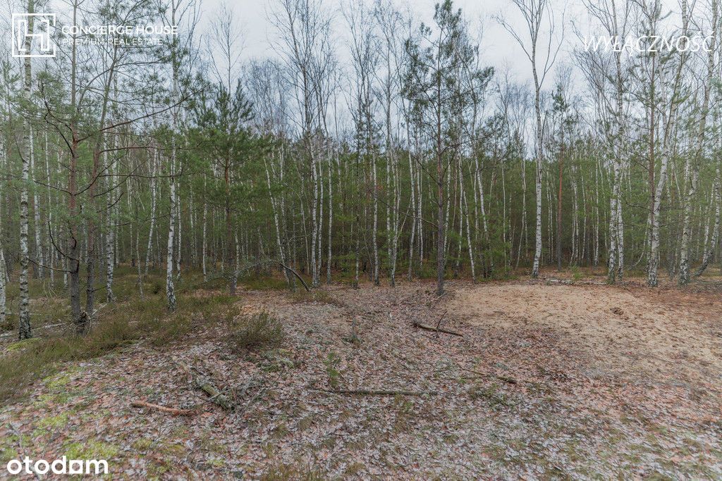 Urokliwa działka leśna w Wesołej (0,53 ha)