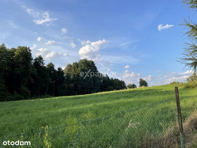 Pięknie nasłoneczniona