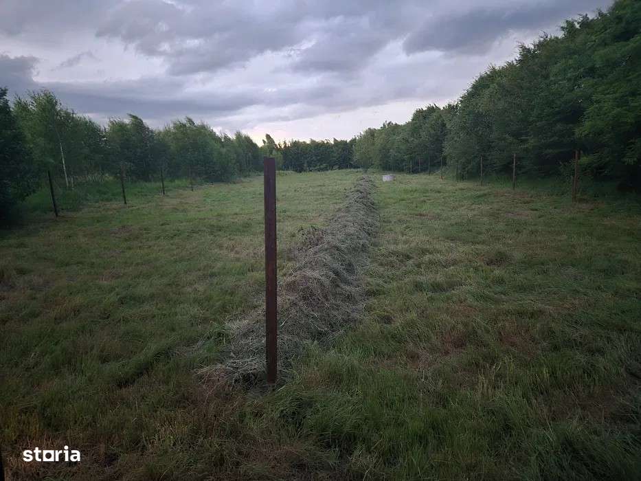 Teren -Autorizație de Construcție -Valea Avrigului-8