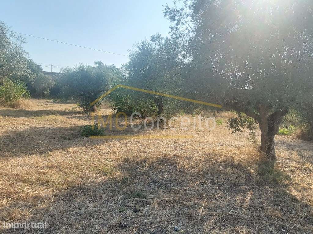 ️Moradia Térrea em ruína||| Tomar|| Campo - Grande imagem: 5/22