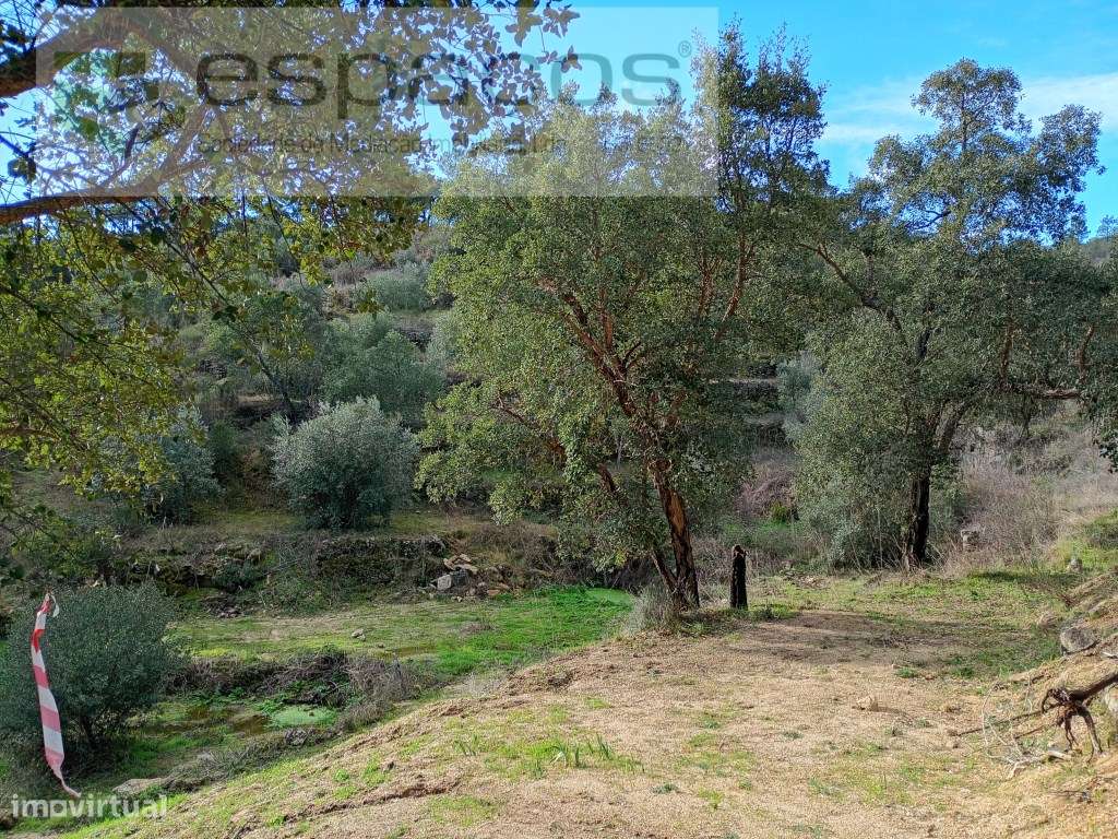 Terreno Rústico a 15 minutos de Castelo Branco-13
